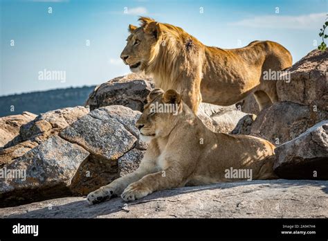 male lion standing behind female